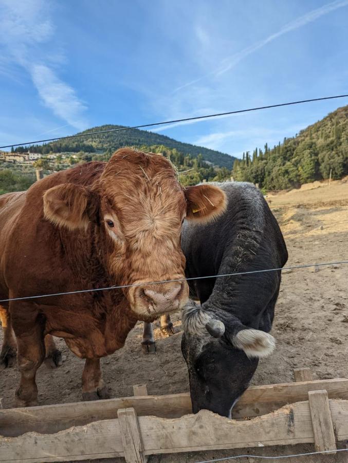 Fattoria Di Maiano Séjour à la ferme