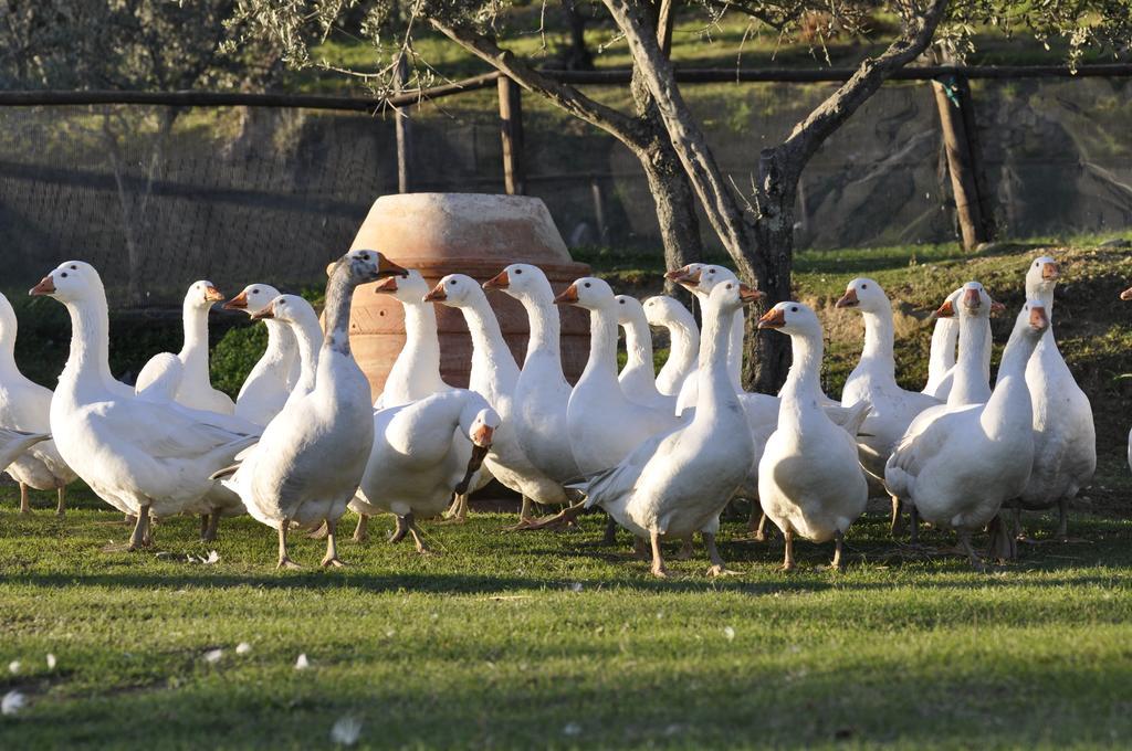Farm stay Fattoria Di Maiano