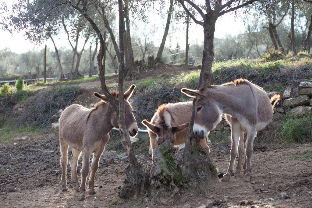 Alloggio per agriturismo Fattoria Di Maiano *